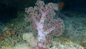 Soft coral