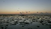 Tropical beach sunrise, timelapse