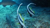 Pennant coralfish