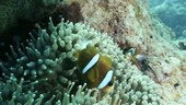 Barrier Reef anemonefish