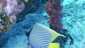 Emperor angelfish