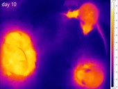 Nesting mice and young, thermography