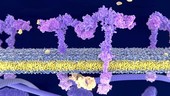 Insulin binding to receptor, animation
