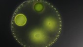 Volvox algae, light microscopy