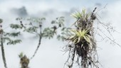 Epiphytic bromeliads, Ecuador