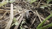 Millipede on vegetation, Ecuador