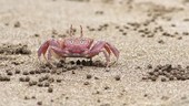 Crab on sand