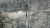 Black vulture on tree