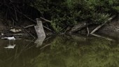 Black-necked stilt in water