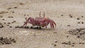 Painted ghost crab on sand