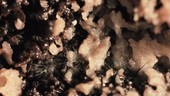 Fungi growing on soil, time-lapse footage