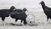 Black vultures eating turtle