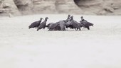 Black vultures eating turtle