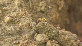 Mason bee on ground