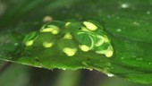Frog spawn on a leaf