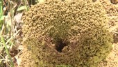 Leaf-cutter ant nest, slow motion