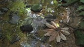 Stream in rainforest