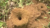 Leaf-cutter ant nest, slow motion
