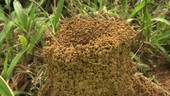 Leaf-cutter ant nest