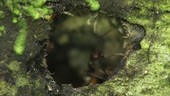Army ant nest hole