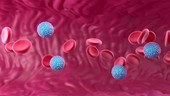 Zika virus in bloodstream, animation