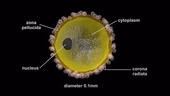 Female and male sex cells, animation