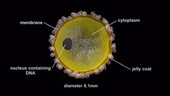 Female and male sex cells, animation