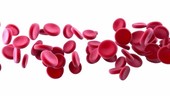 Red blood cells flowing, animation