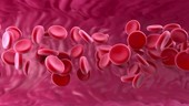 Red blood cells in a vessel, animation