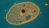 Paramecium contractile vacuole