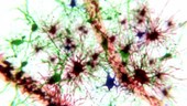 Brain cells and capillaries, animation