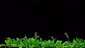 Growth of thale cress, time-lapse