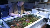 Fluorescent coral research