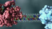 DNA replication, animation