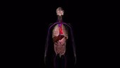Heart blood vessel anatomy, animation