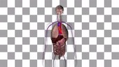 Heart valve anatomy, animation