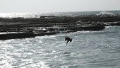 Three pelicans diving, slow motion