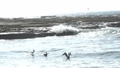 Pelicans taking off, slow motion