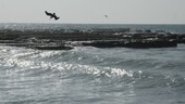 Pelican diving, slow motion