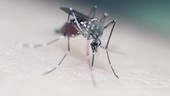 Aedes aegypti mosquito