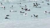 African penguins preening in the waves