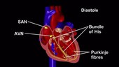 Cardiac electrophysiology, animation