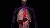 Heart chamber anatomy, animation