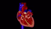 Cardiac electrophysiology, animation
