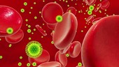 Zika viruses in blood, animation