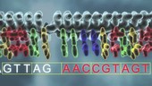 DNA insertion mutation, animation