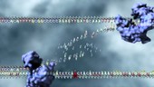 DNA silent point mutation, animation