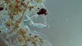 Paramecium feeding, light microscopy