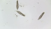 Paramecium feeding, light microscopy