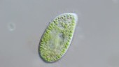 Paramecium bursaria, light microscopy